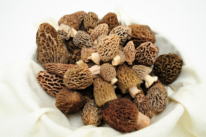 morel mushrooms